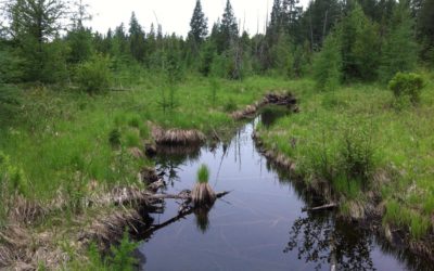 How wetlands protect communities during floods
