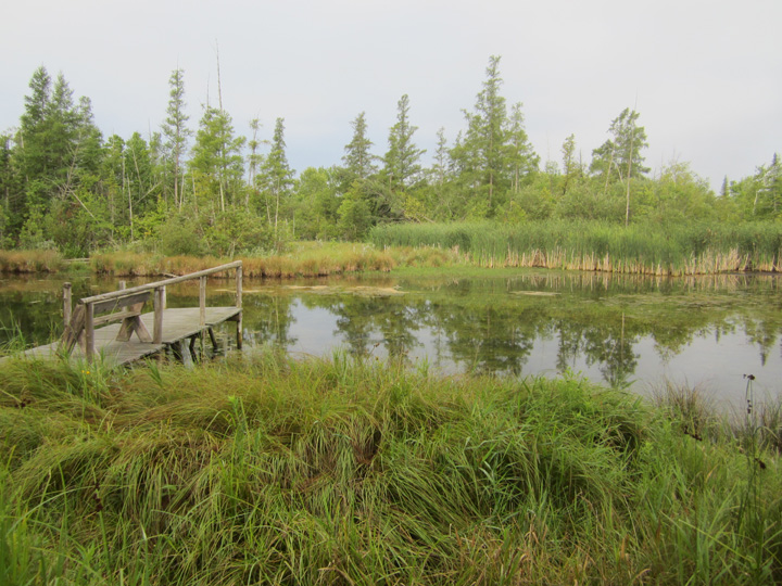 Wetland with pier