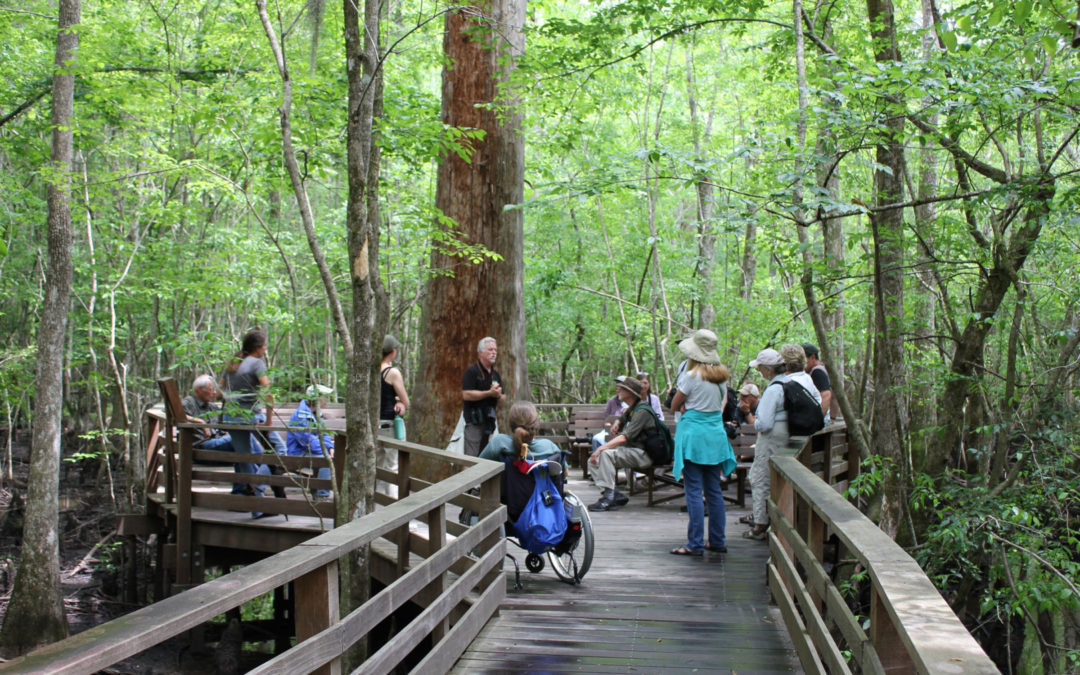 Group of people standing on boardwalk in swamp