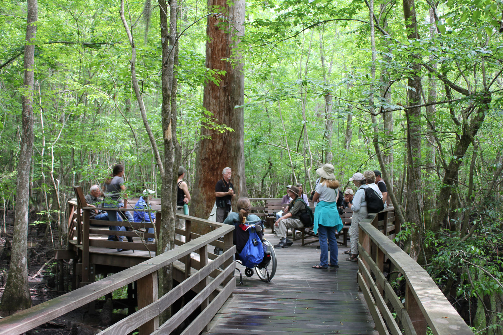 Group of people standing on boardwalk in swamp