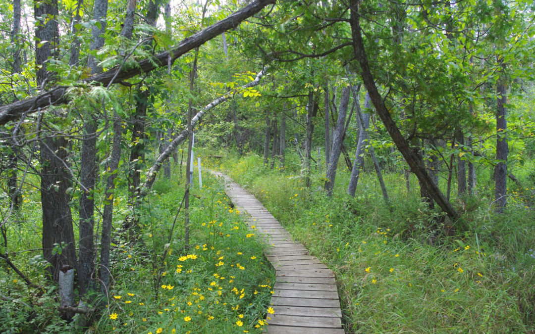 Path through bog