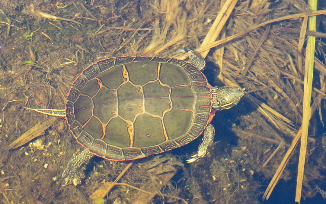 Painted turtle submerged underwater