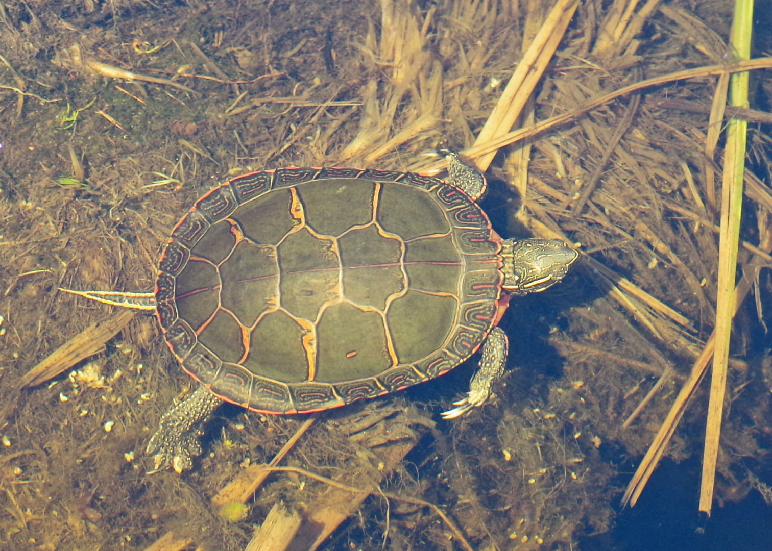 Painted turtle submerged underwater