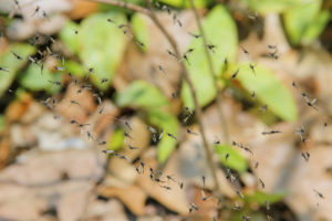 Gnats caught in spider web