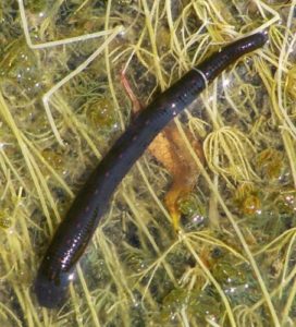 Dark brown leech underwater