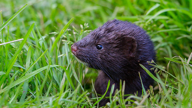 mink in grass