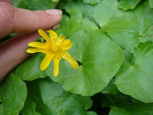 Lesser celandine