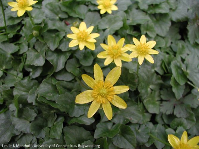 Photograph of the flowers of the wetland invasive lesser celandine.