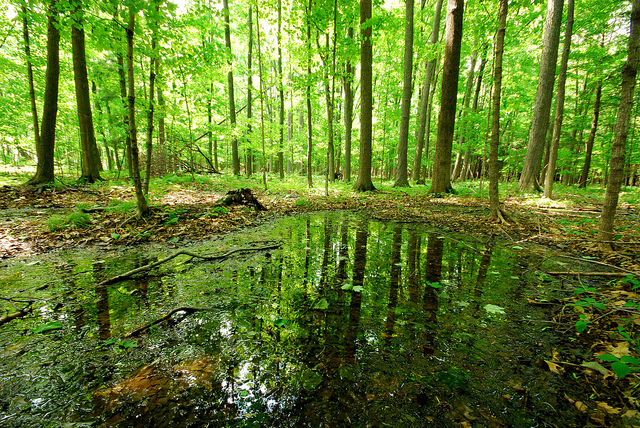 Ephemeral ponds: Seasonal habitat for wildlife