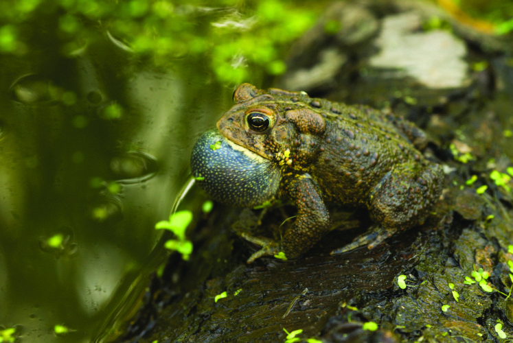 cope's gray tree frog wisconsin