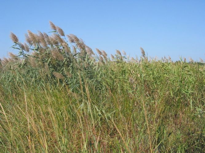 Phragmites.