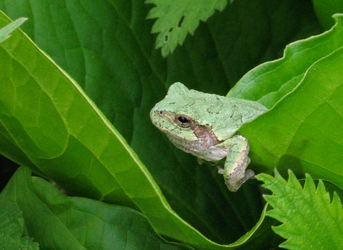 The frog chorus in Wisconsin’s wetlands