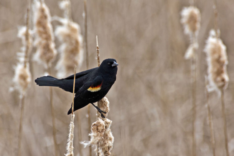 Invasive plant profile: Cattails