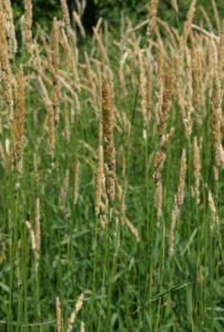 Closeup of reed canary grass stand