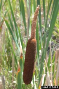 Invasive plant profile: Cattails Wisconsin Wetlands Association