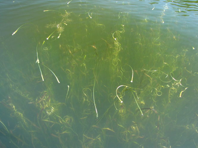 Wild celery: A duck’s delight