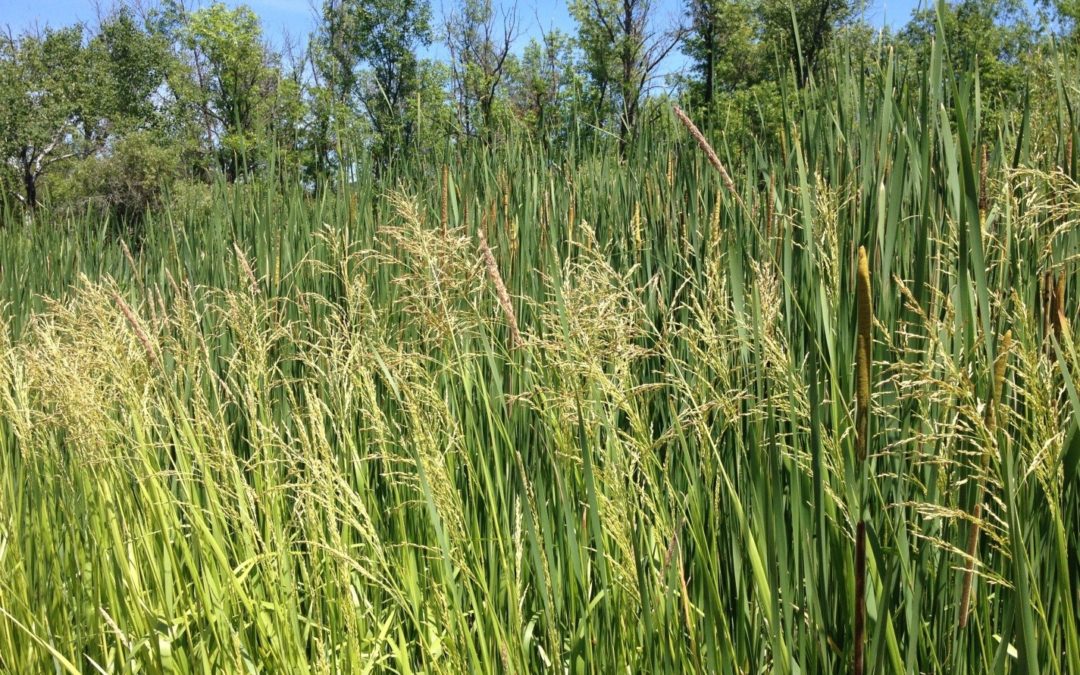 Spotting reed mannagrass in your wetland