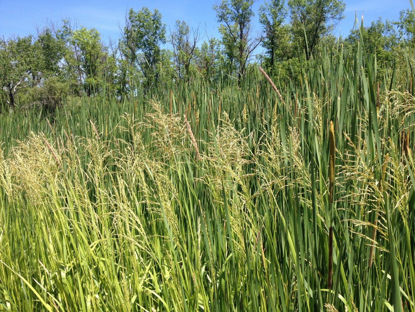 Reed mannagrass (Glyceria maxima)