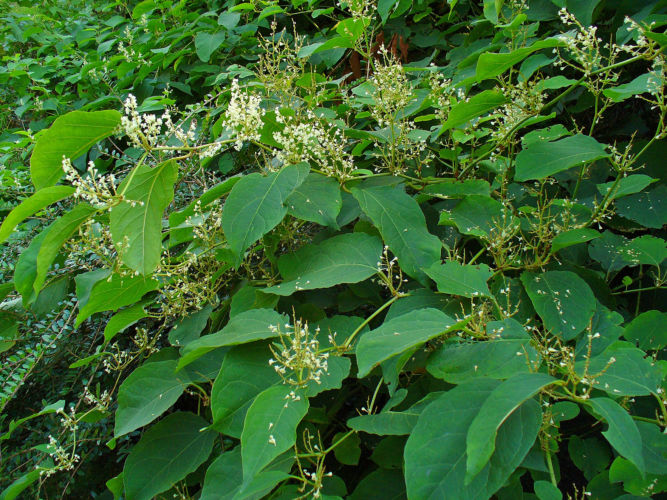 Japanese knotweed.