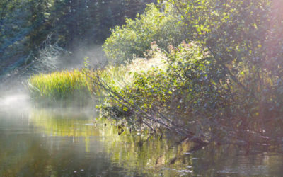 Let’s put wetlands to work