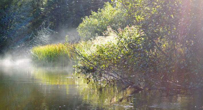 Bibon Swamp