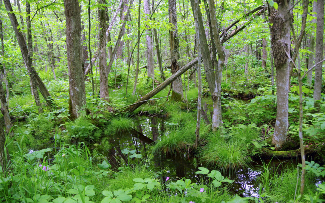 Small wetlands make big impact