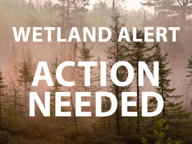 Protect non-federal wetlands!