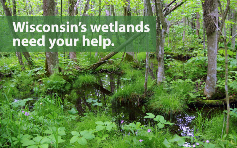 Wisconsin's wetlands need your help.
