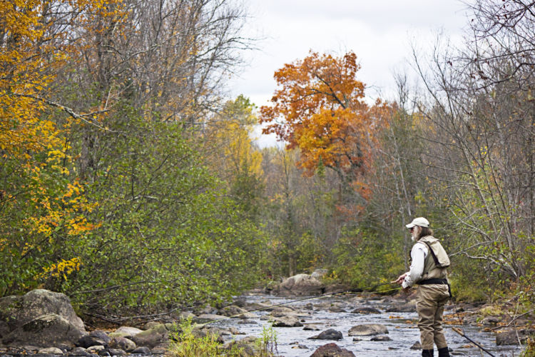 Healthy trout streams need healthy wetlands