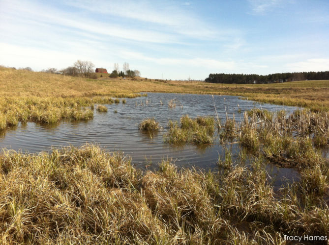 “Isolated” wetlands protections hanging by a thread