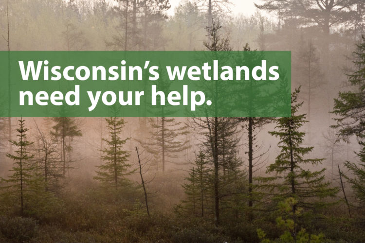 Wetland Alert: Isolated wetlands need your voice