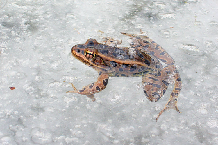 northern leopard frog in icemelt at Otter Ditch at Fair Meadows, March 29, 2005