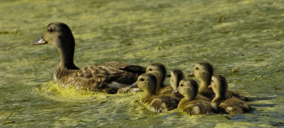 Isolated wetlands: A home for waterfowl