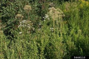 photo of garden valerian plant