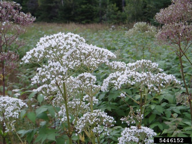 Keep an eye out for garden valerian