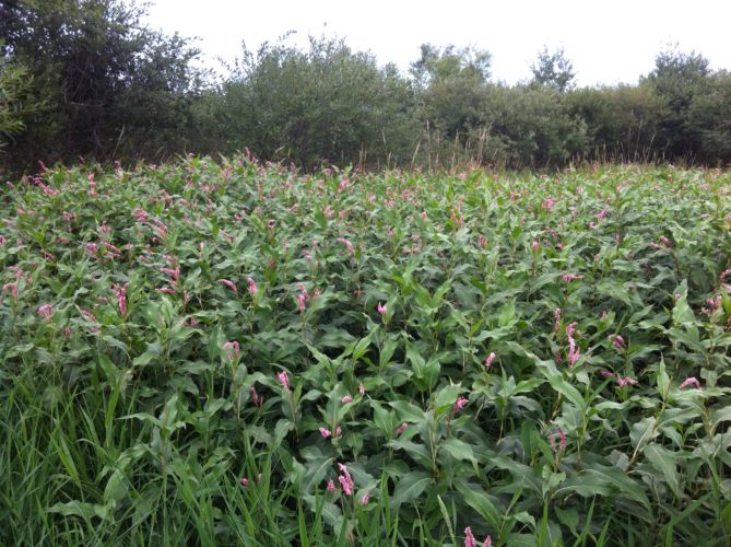 Photo of smartweed plants in a wetland