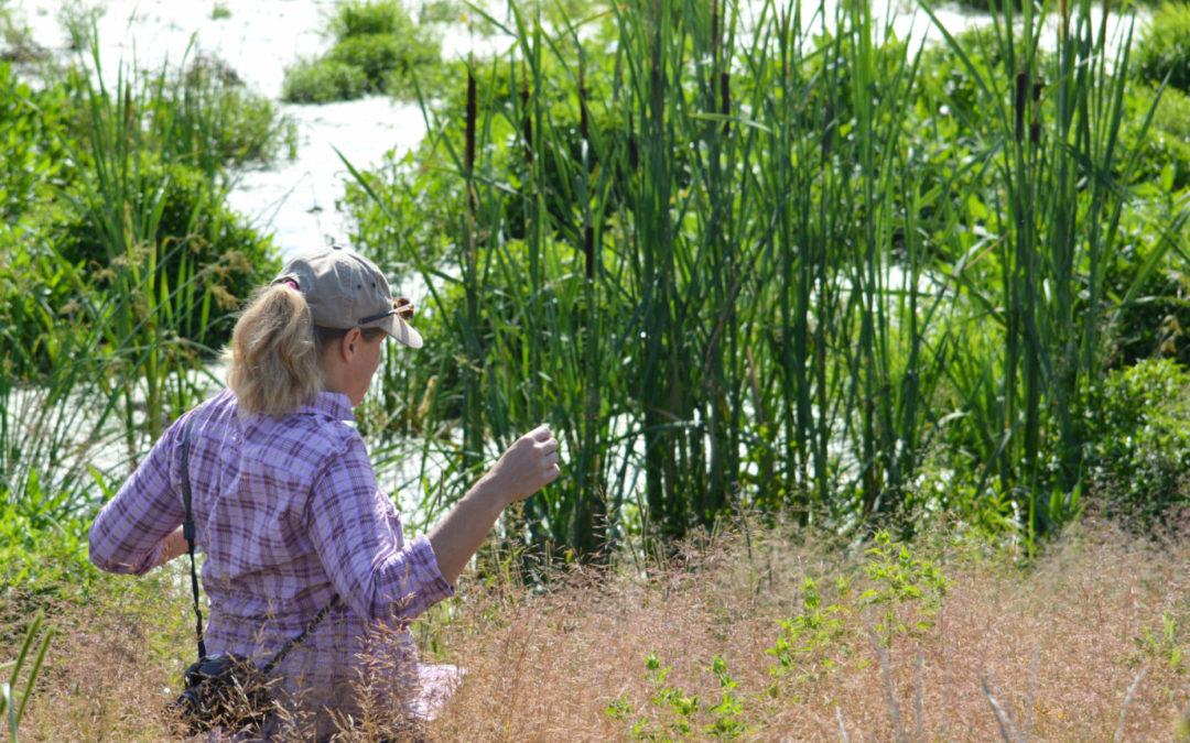 Environmental engineer Jill Kostel inspects a recently constructed wetland in Illinois.