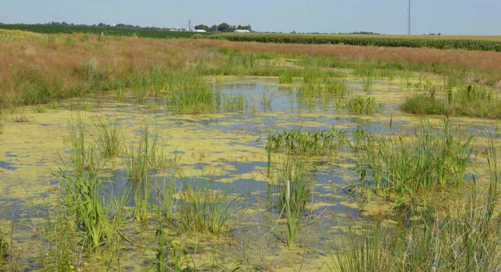 When staff from WWA visited the constructed wetlands this summer they were vibrant, full of life, and hard at work cleaning runoff from nearby fields.