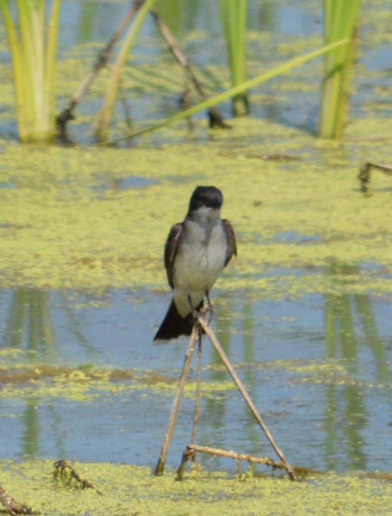 A bird sits in reeds in the constructed wetland.