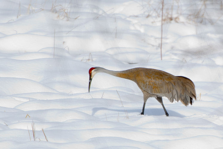 Sandhill crane foraging for food after a late winter snowfall at Fair Meadows