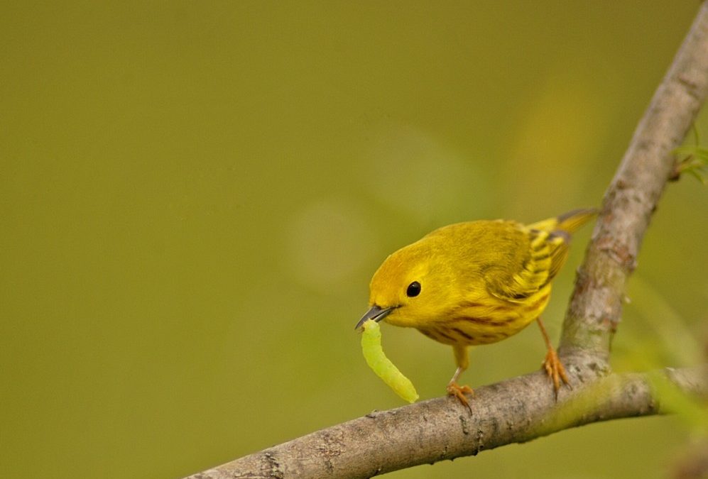 Of warblers and willows