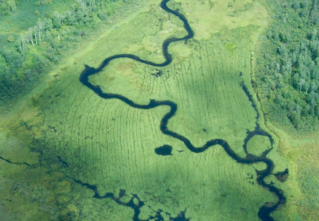 An aerial photo looking at a meandering river surrounded by beds of wild rice. You can see lines in the vegetation from canoes.