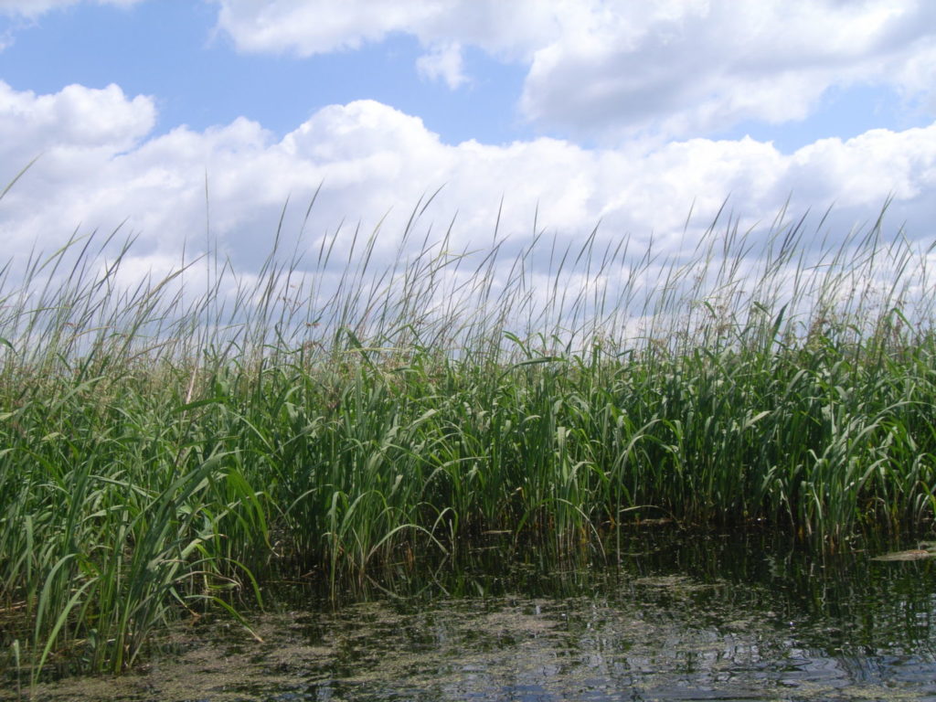 A stand of wild rice.