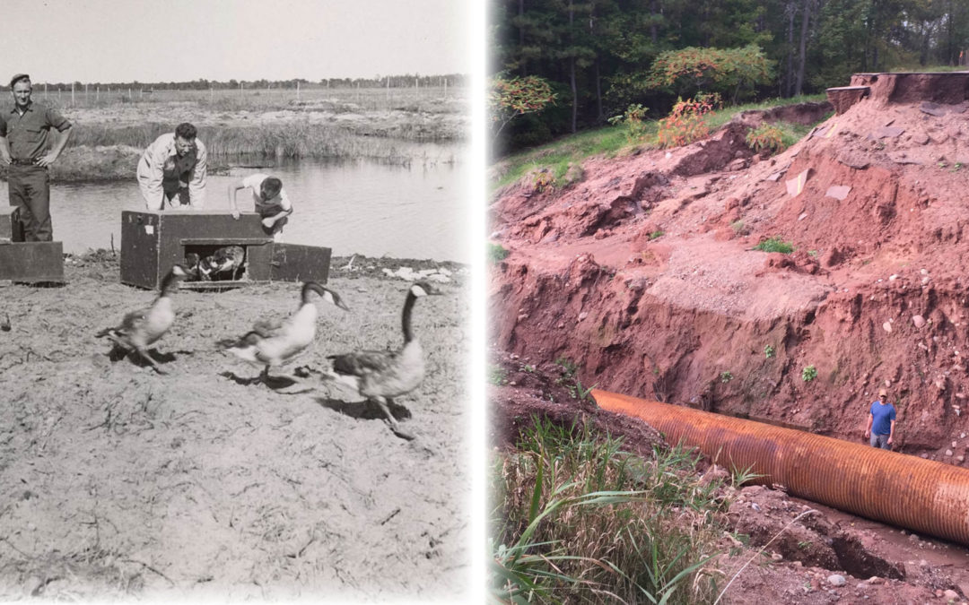 50 years of wetland science