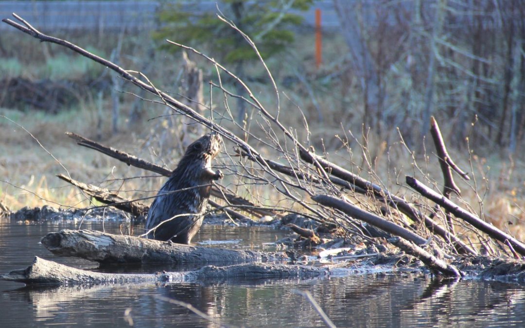 A beaver stands on their beaver dam in the wilderness.