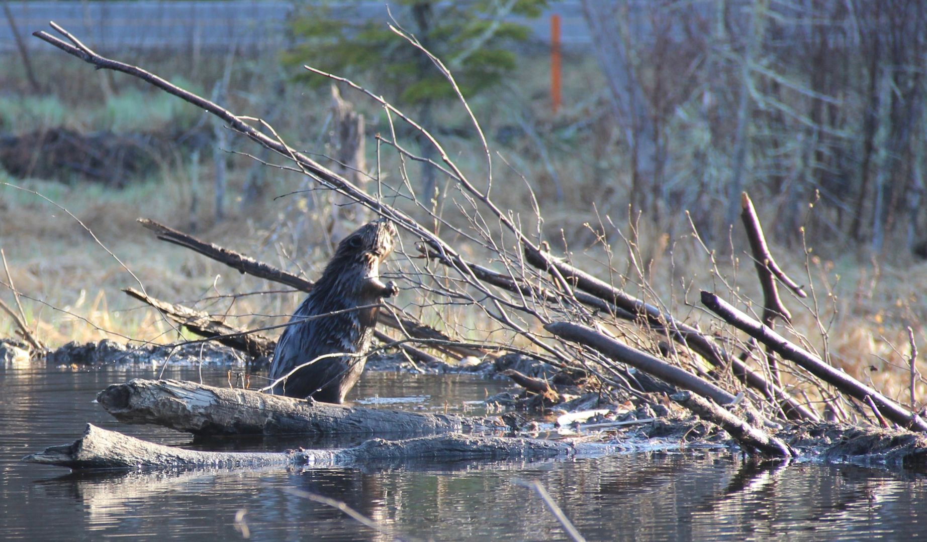 A beaver stands on their beaver dam in the wilderness.