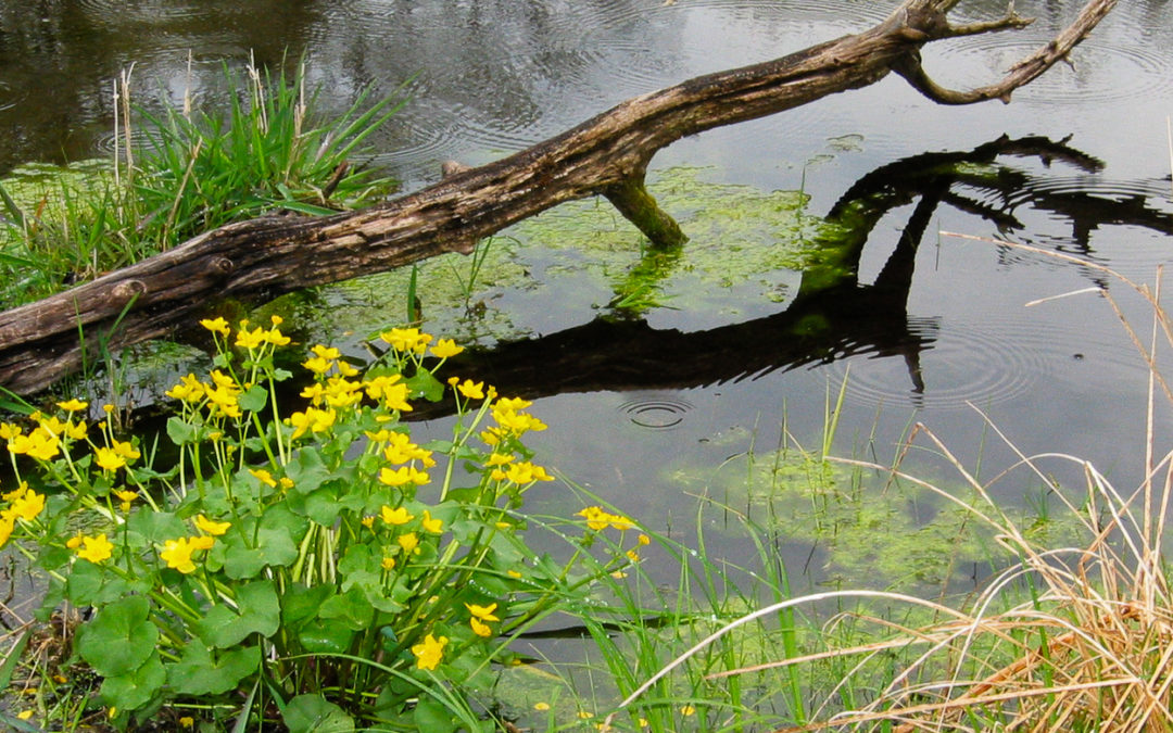 Marsh marigold blooming along a waterway.