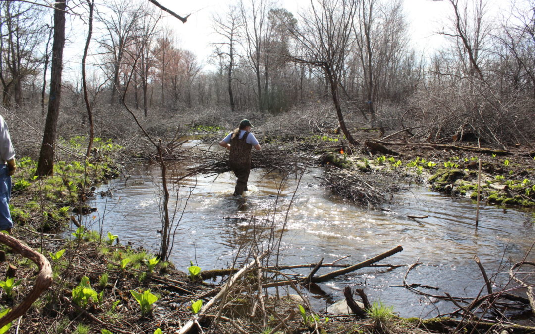 What is the Little Plover River Watershed Enhancement Project?