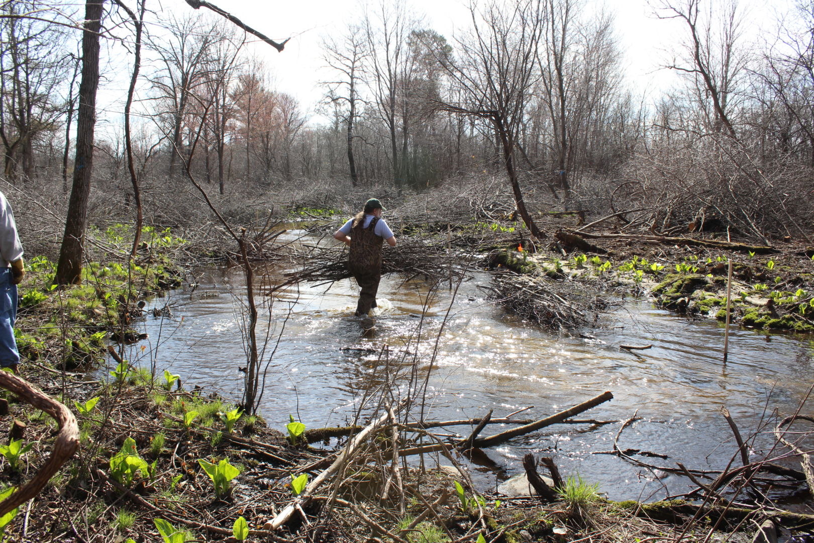 Volunteers help to line a portion of the Little Plover River with bundles (a common wetland restoration practice).