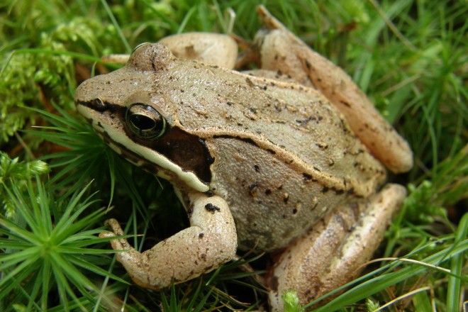 Wood frog adult